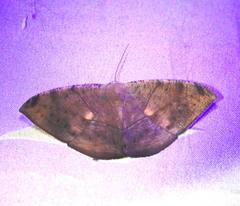 Oxydia trychiata