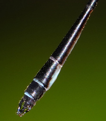 Drepanosticta rufostigma