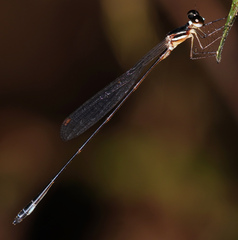 Drepanosticta rufostigma