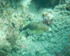 Canthigaster rostrata