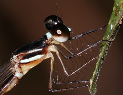 Drepanosticta rufostigma