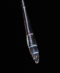 Drepanosticta rufostigma