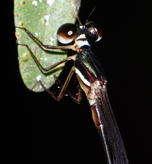 Drepanosticta rufostigma