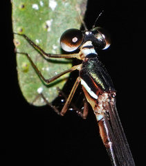 Drepanosticta rufostigma