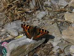 Aglais caschmirensis