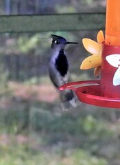 Stephanoxis loddigesii