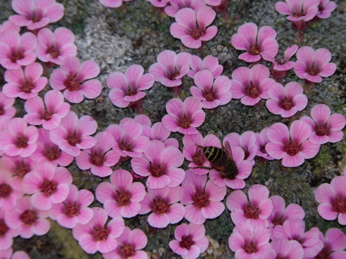 Asian Honey Bee photo 3