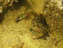 Thalamitinae