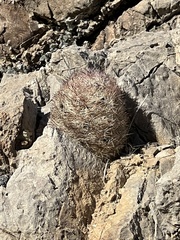 Escobaria chlorantha