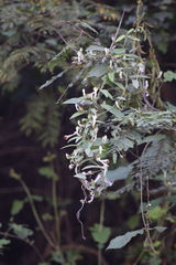 Ceropegia racemosa