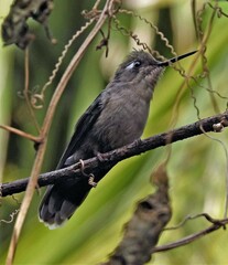 Stephanoxis loddigesii