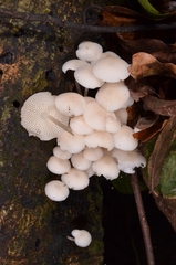 Favolaschia manipularis
