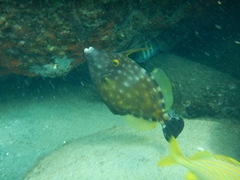 Cantherhines macrocerus