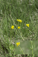 Ranunculus auricomus