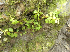Peperomia retusa