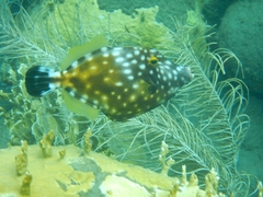 Cantherhines macrocerus