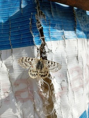 Parnassius hardwickii