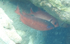 Heteropriacanthus cruentatus