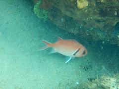Myripristis jacobus