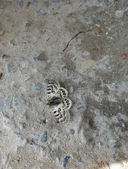 Parnassius hardwickii