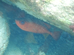 Heteropriacanthus cruentatus