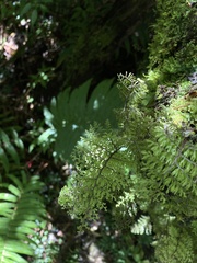 Hymenophyllum dentatum