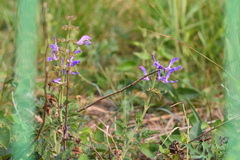 Salvia miltiorrhiza