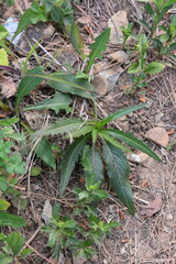Cirsium chinense