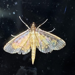 Nomophilini