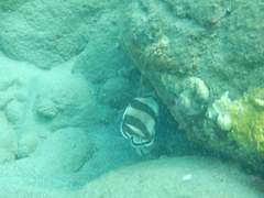 Chaetodon striatus