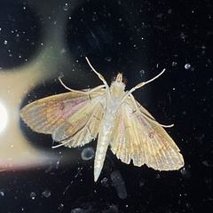Nomophilini