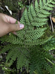 Hymenophyllum dentatum