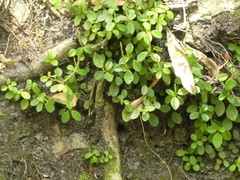 Peperomia retusa