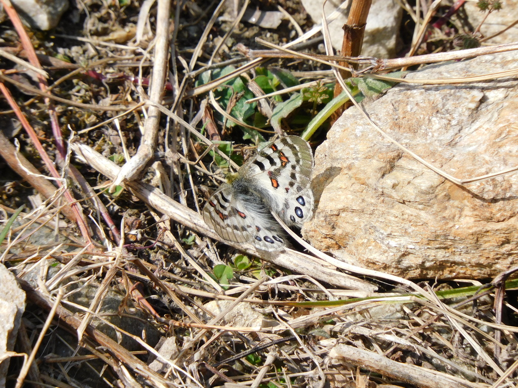 Common Blue Apollo