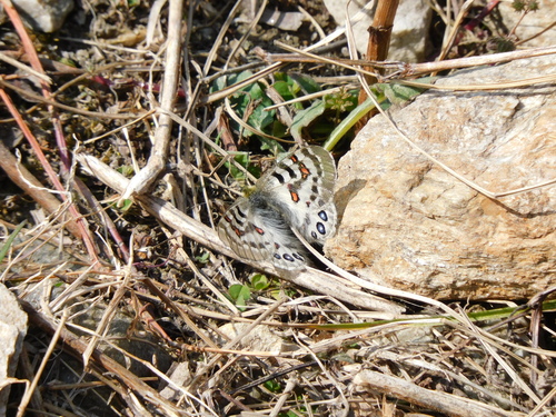 Common Blue Apollo