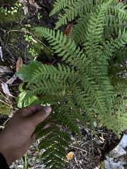 Hymenophyllum dentatum