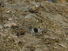 Parnassius hardwickii