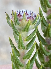 Phylica callosa