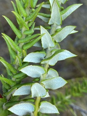 Phylica callosa