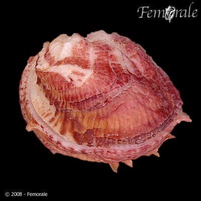 Chama congregata Conrad, 1833