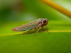 Macugonalia cavifrons