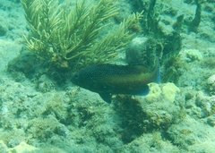 Cephalopholis fulva