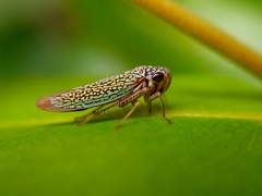 Macugonalia cavifrons