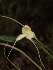 Masdevallia