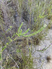 Phylica callosa