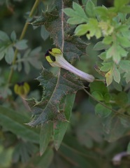 Ceropegia racemosa