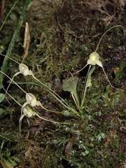 Masdevallia