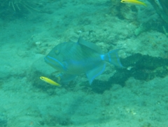 Balistes vetula