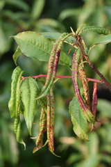 Myzus persicae