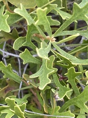 Morella quercifolia